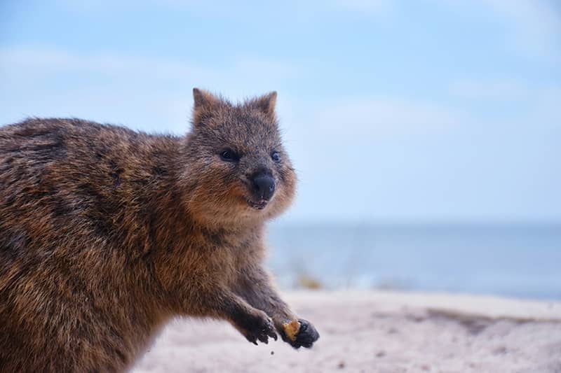 rottnest island