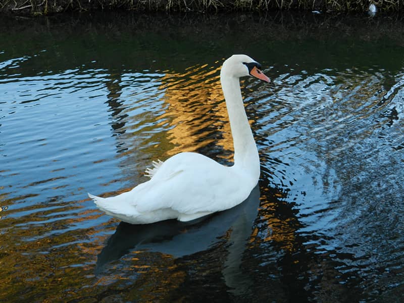 white swam in northam